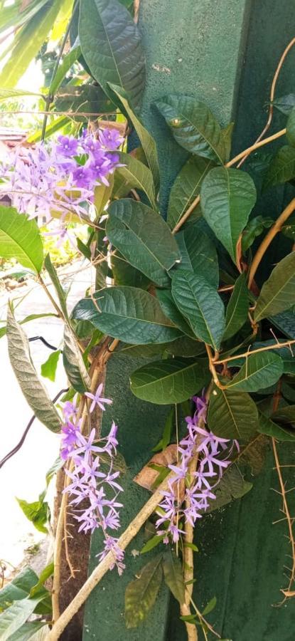 مبيت وإفطار هيكادوفا Mandara Rest المظهر الخارجي الصورة